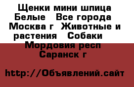 Щенки мини шпица Белые - Все города, Москва г. Животные и растения » Собаки   . Мордовия респ.,Саранск г.